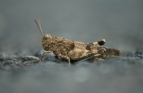 Blauflügelige Ödlandschrecke (Oedipoda caerulescens) - © Emanuel Trummer